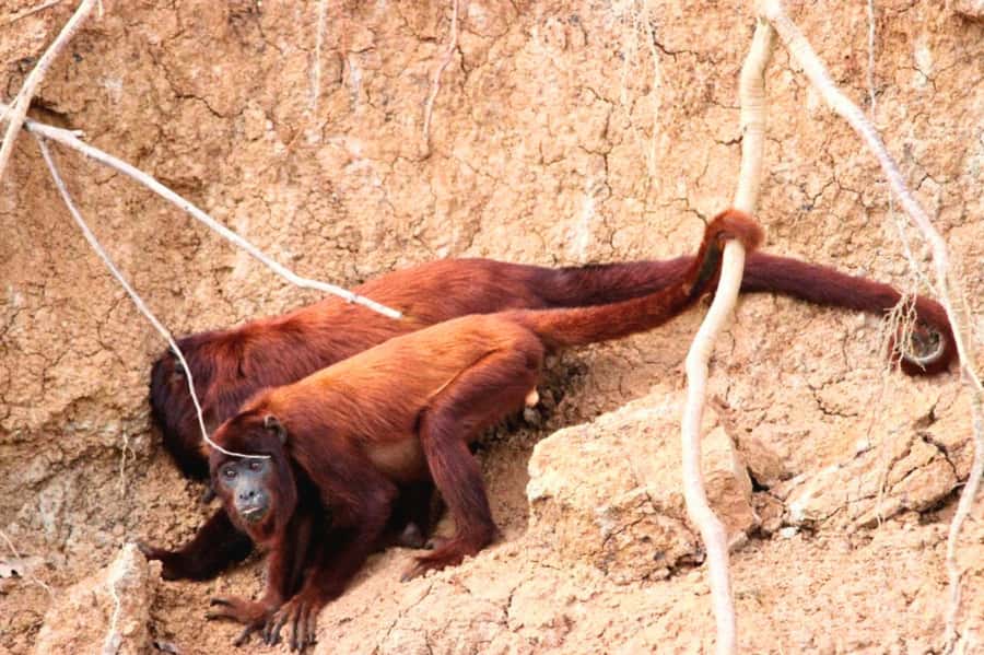 Manu National Park Tours from Cusco 5 Days - River travel to Soga de Oro Lodge