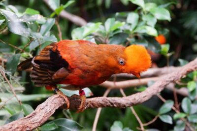 Manu National Park Tours from Cusco 5 Days