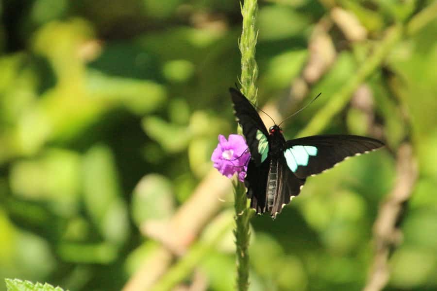 Manu National Park Tours from Cusco 5 Days - Parrots, medicinal plants, and an Amazon sunset