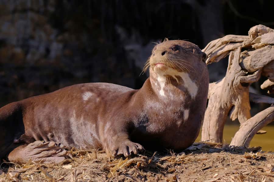 Manu National Park Tours from Cusco 5 Days - The six-hour return to Cusco