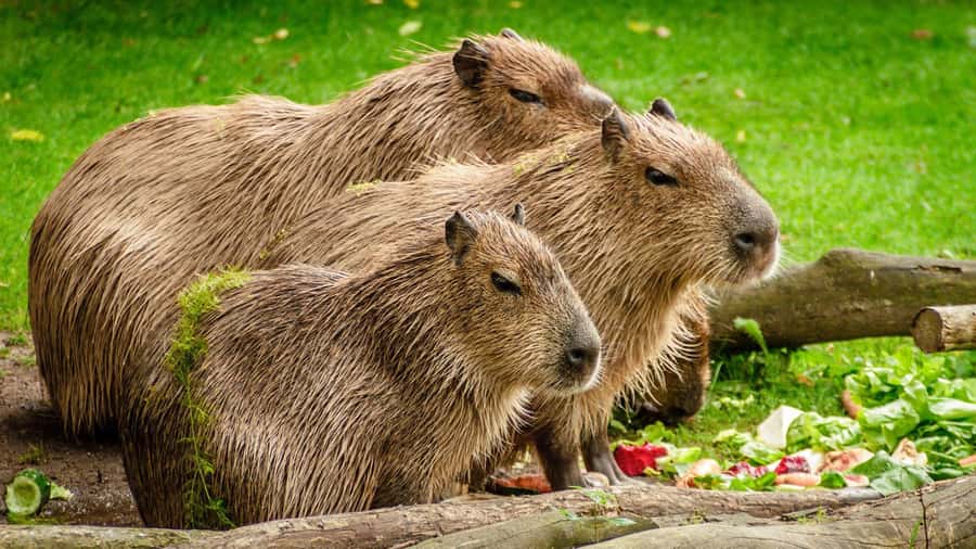 Manu National Park Tours from Cusco 5 Days - Who will enjoy this five-day Manu trip