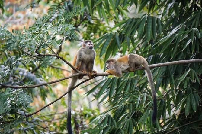 Manuel Antonio National Park from San José - Orotina makes a useful first stop