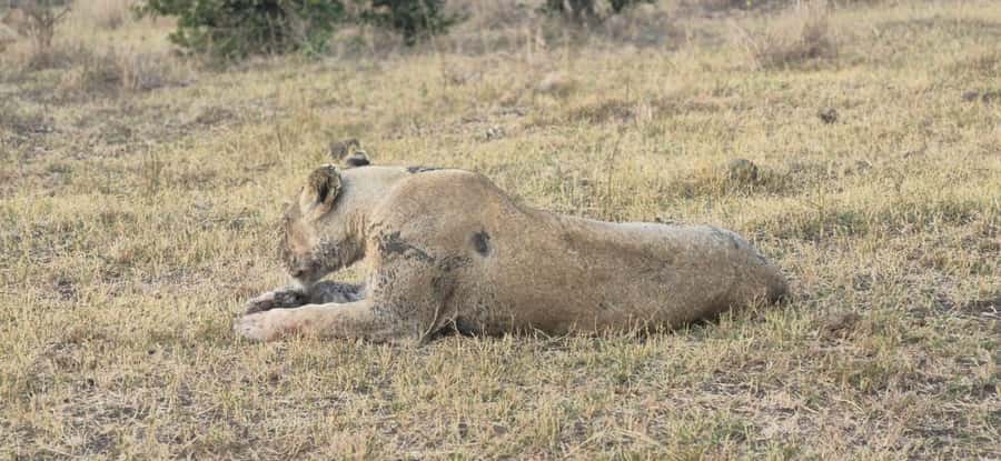 Maputo: Kruger National Park Day Trip - Key points to know before booking