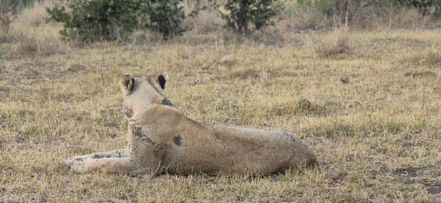 Maputo: Kruger National Park Day Trip - From Maputo to Kruger through Ressano Garcia