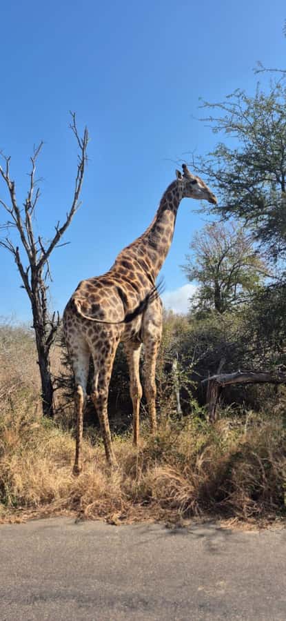 Maputo: Kruger National Park Day Trip - Morning safari or full-day game drive