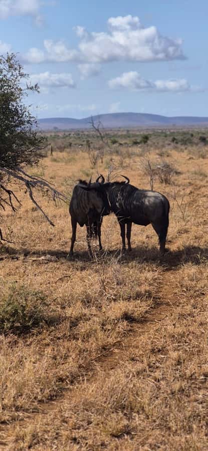 Maputo: Kruger National Park Day Trip - Wildlife at the southern end of Kruger