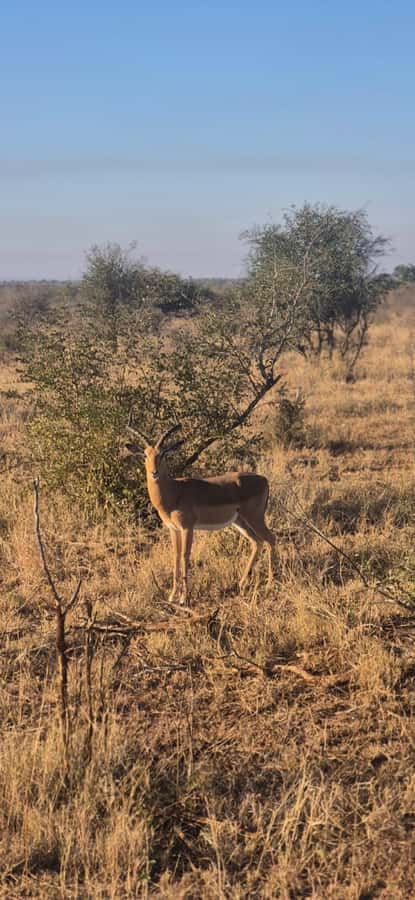 Maputo: Kruger National Park Day Trip - What $315 includes and what it leaves out