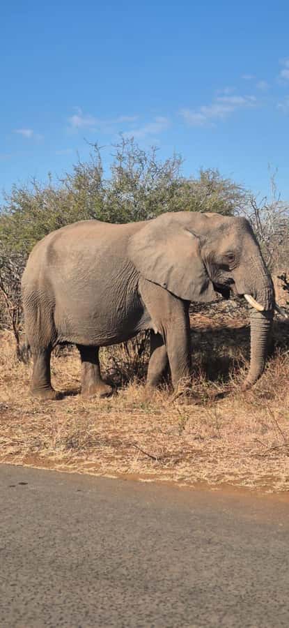 Maputo: Kruger National Park Day Trip - Who should choose this Maputo safari