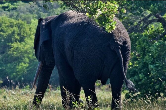 Maputo National Park (Maputo Special Reserve) Full-day Tour - Key points to know before you book