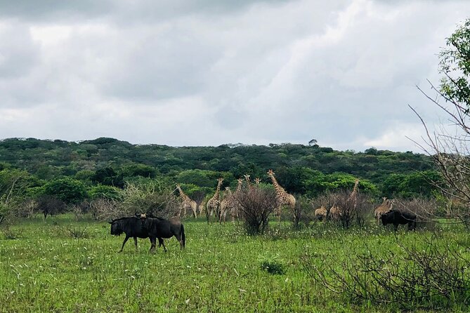 Maputo National Park (Maputo Special Reserve) Full-day Tour - A coastal reserve with a very different feel