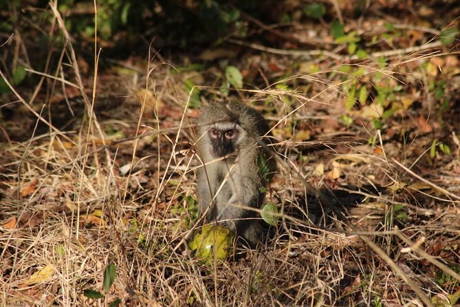 Maputo National Park (Maputo Special Reserve) Full-day Tour - Is $250 a fair price?