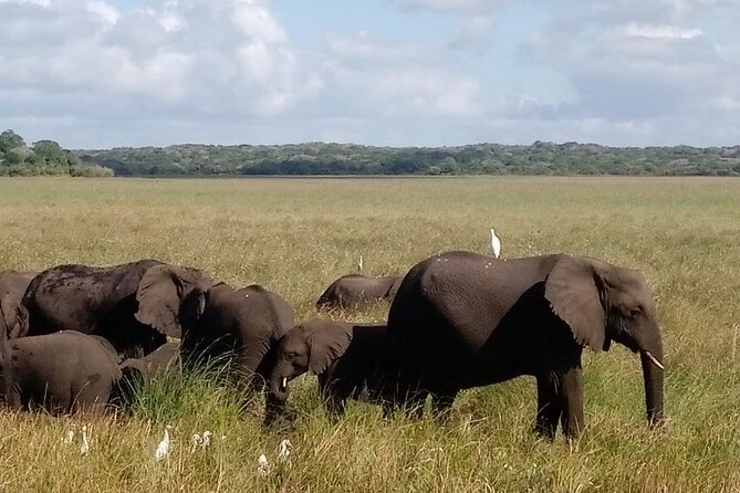 Maputo National Park (Maputo Special Reserve) Full-day Tour - Who will enjoy this safari most?