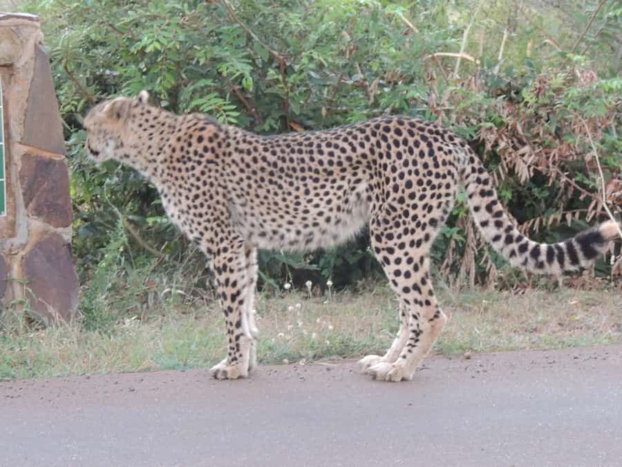 Marloth Park: Kruger National Park Safari Game Drives - An Early Start Through Crocodile Bridge