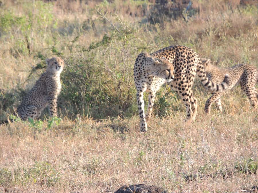 Marloth Park: Kruger National Park Safari Game Drives - Savannah Woodland, Water, and the Smaller Story