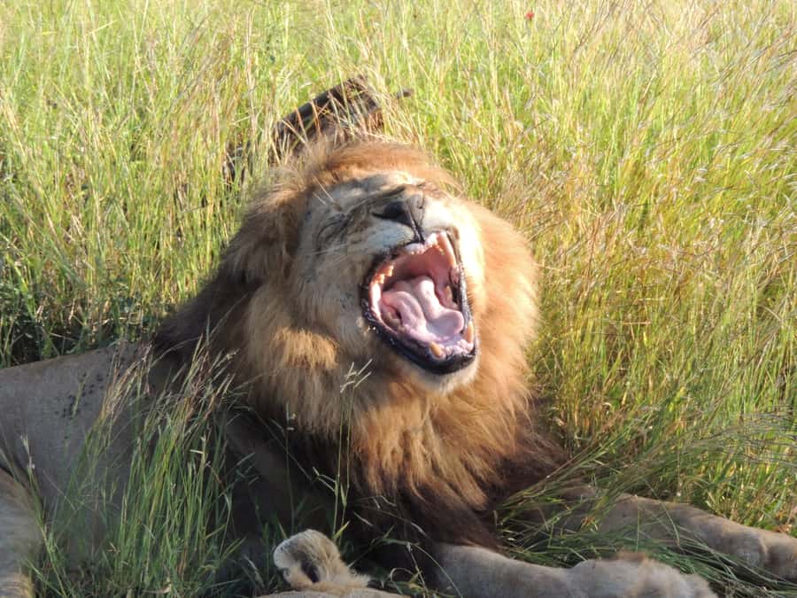 Marloth Park: Kruger National Park Safari Game Drives - Should You Book the Marloth Park Kruger Drive?