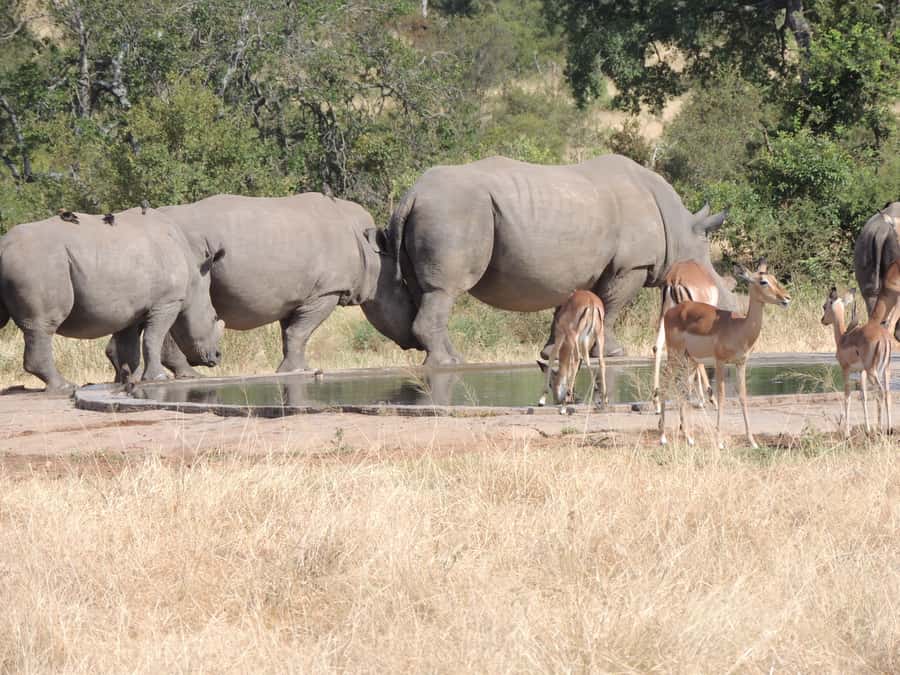 Marloth Park: Kruger National Park Safari Game Drives - FAQ