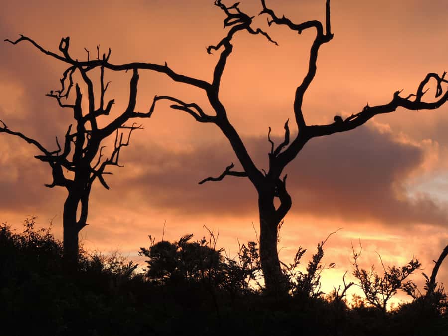 Marloth Park: Kruger National Park Safari Game Drives - The Animals You May See Before Breakfast