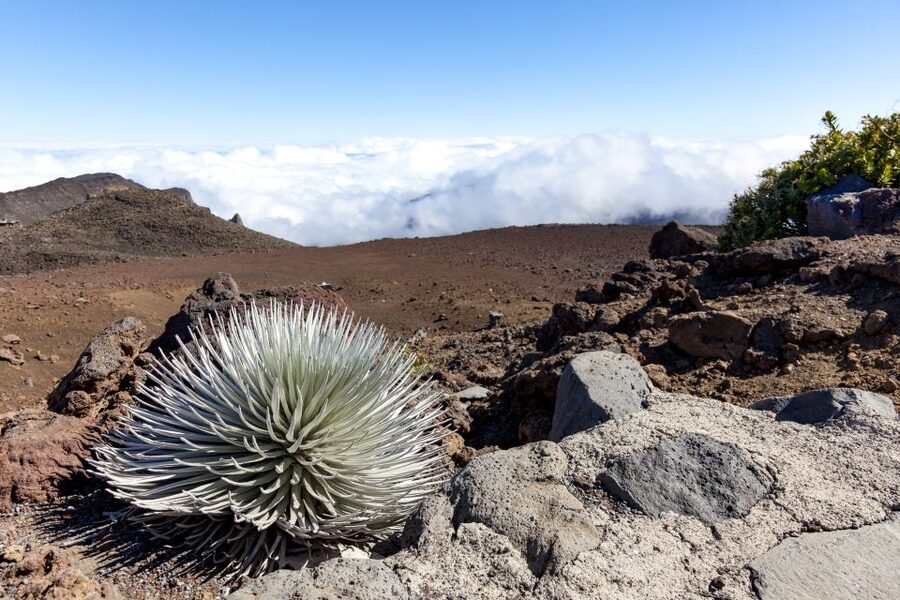 Maui: Sunrise & Breakfast Tour to Haleakala National Park - A full breakfast in a local setting