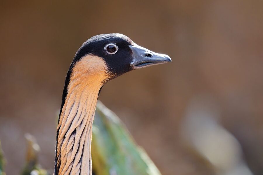 Maui: Sunrise & Breakfast Tour to Haleakala National Park - The long return to the coast
