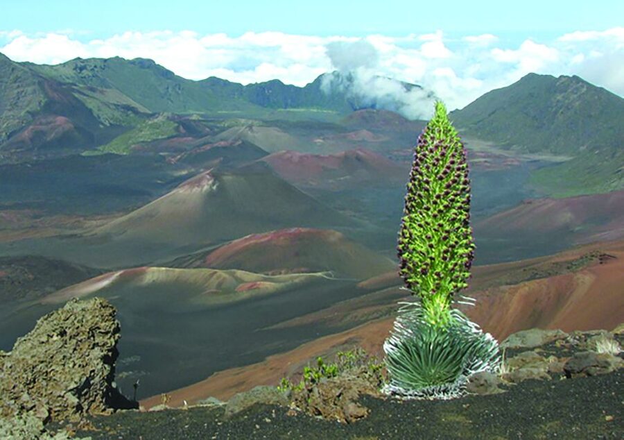 Maui: Sunset & Dinner Tour to Haleakala National Park - The ride through Kula shows another Maui