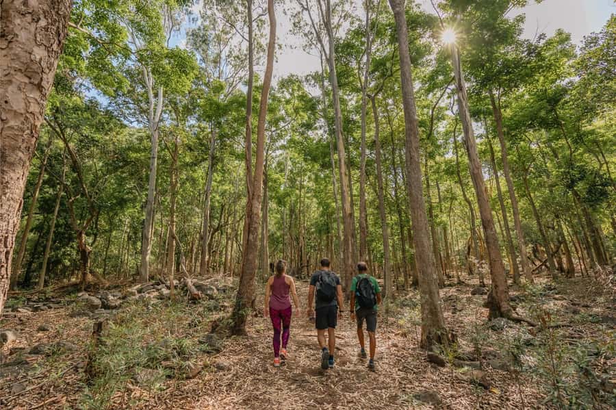 Mauritius: Black River Gorges National Park 3-Hour Hike - Walking into Black River Gorges National Park