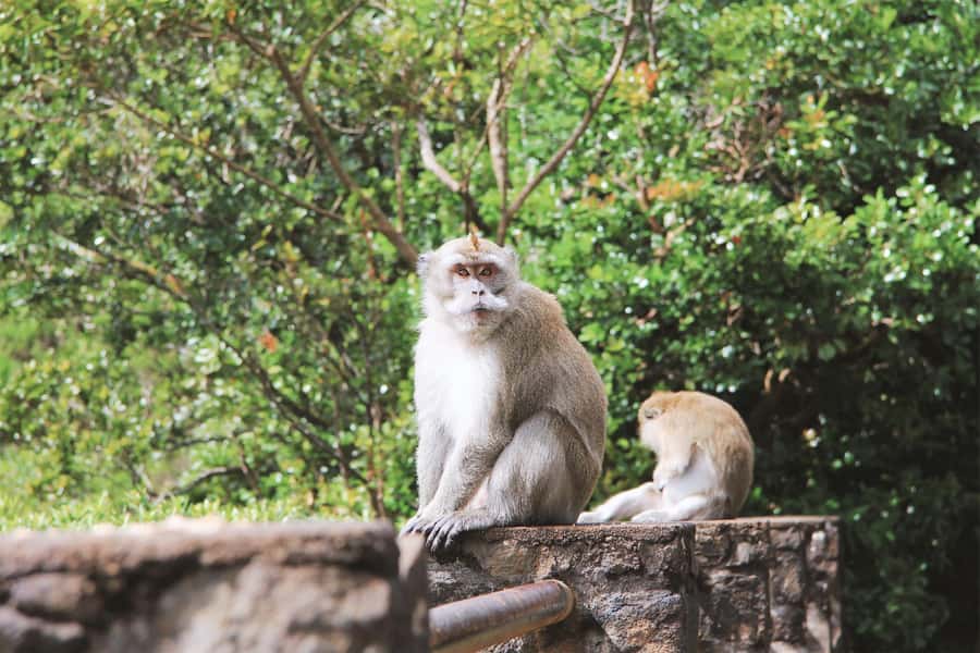 Mauritius: Black River Gorges National Park 3-Hour Hike - Native wildlife and plants along the trail