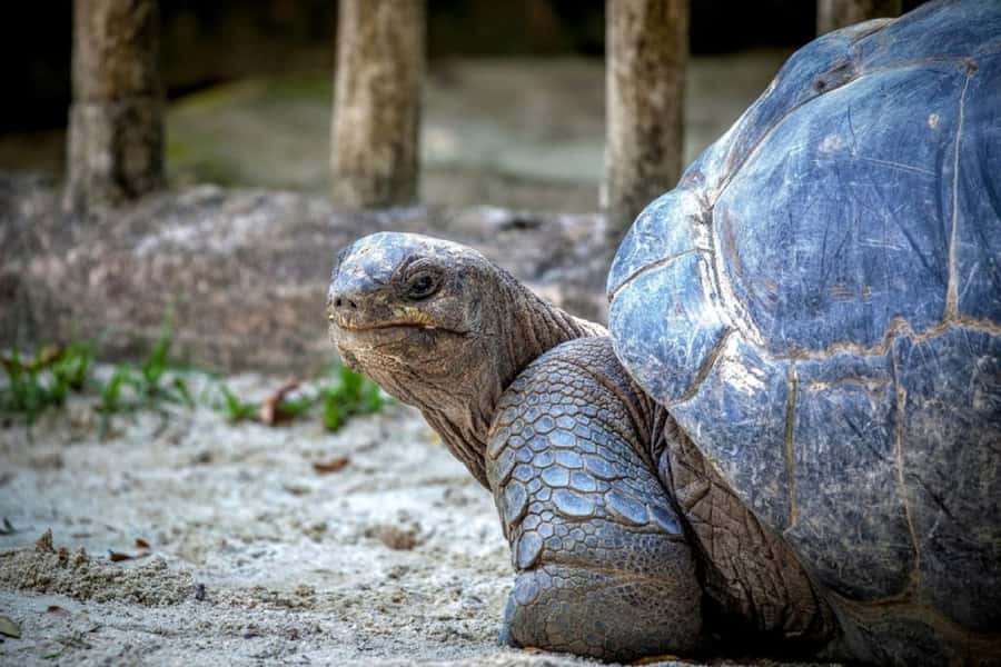 Mauritius: Ile aux Aigrettes Nature Reserve with Boat Ride - Why Ile aux Aigrettes deserves the full-day outing