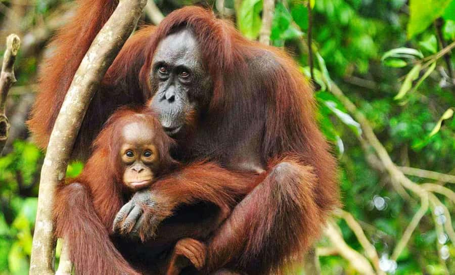 Medan: Mount Leuser National Park Full-Day Trip - Key points at a glance