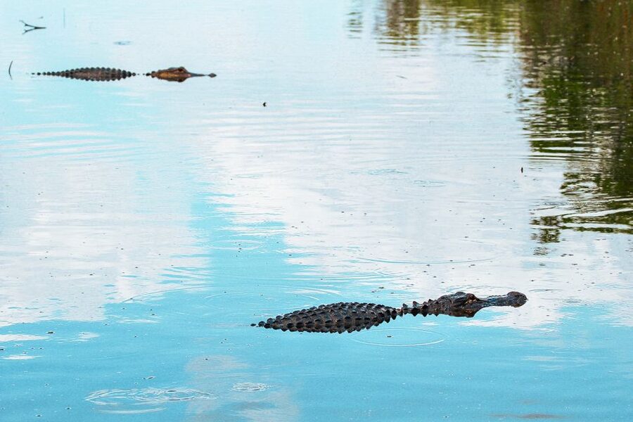 Miami: Everglades National Park Airboat Tour & Wildlife Show - Should you book the Gator Park airboat tour?