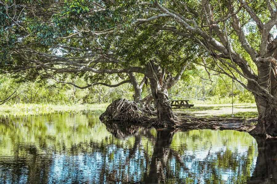 Miami: Everglades National Park Airboat Tour & Wildlife Show - The wildlife and alligator show
