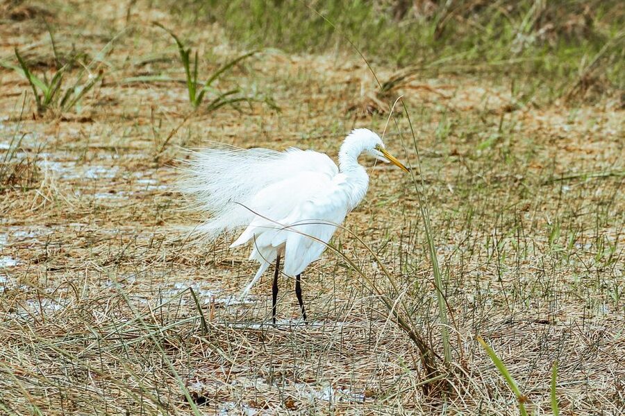 Miami: Everglades National Park Airboat Tour & Wildlife Show - Alligators, Jaws, and the photo question