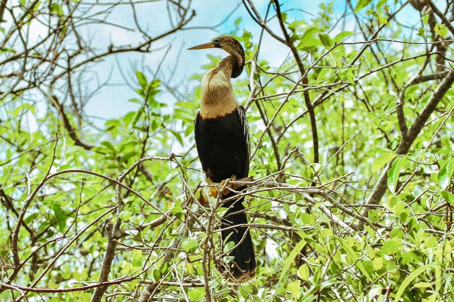 Miami: Everglades National Park Airboat Tour & Wildlife Show - Practical tips for a smoother visit