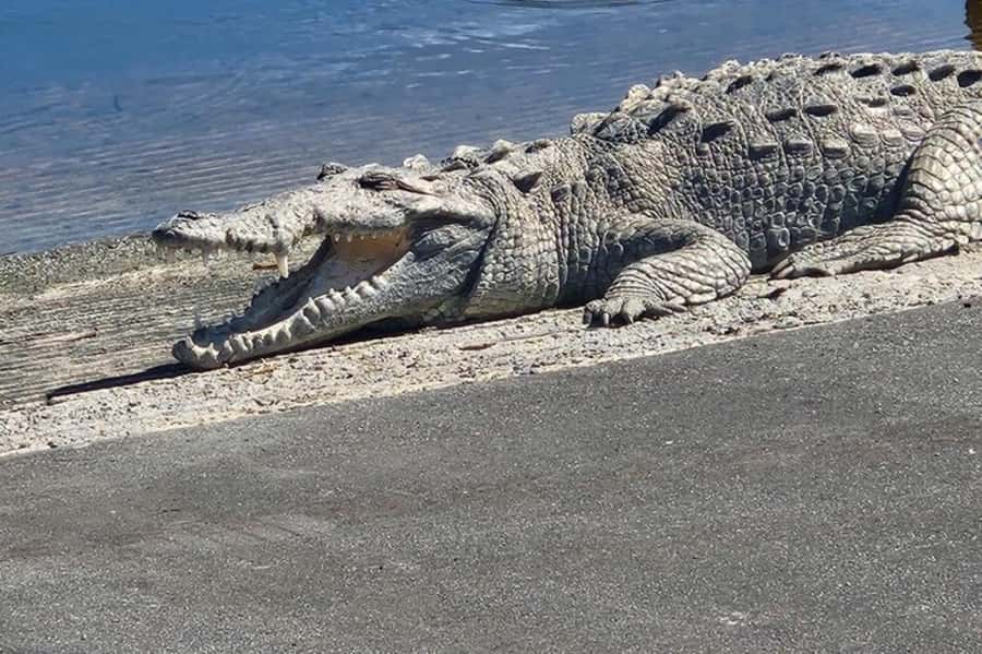 Miami: Everglades National Park Hiking and Kayaking Day Trip - Why this Everglades day feels different from an airboat tour