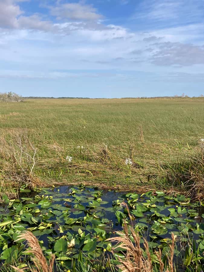 Miami: Everglades National Park Hiking and Kayaking Day Trip - Two hours by kayak through the waterways