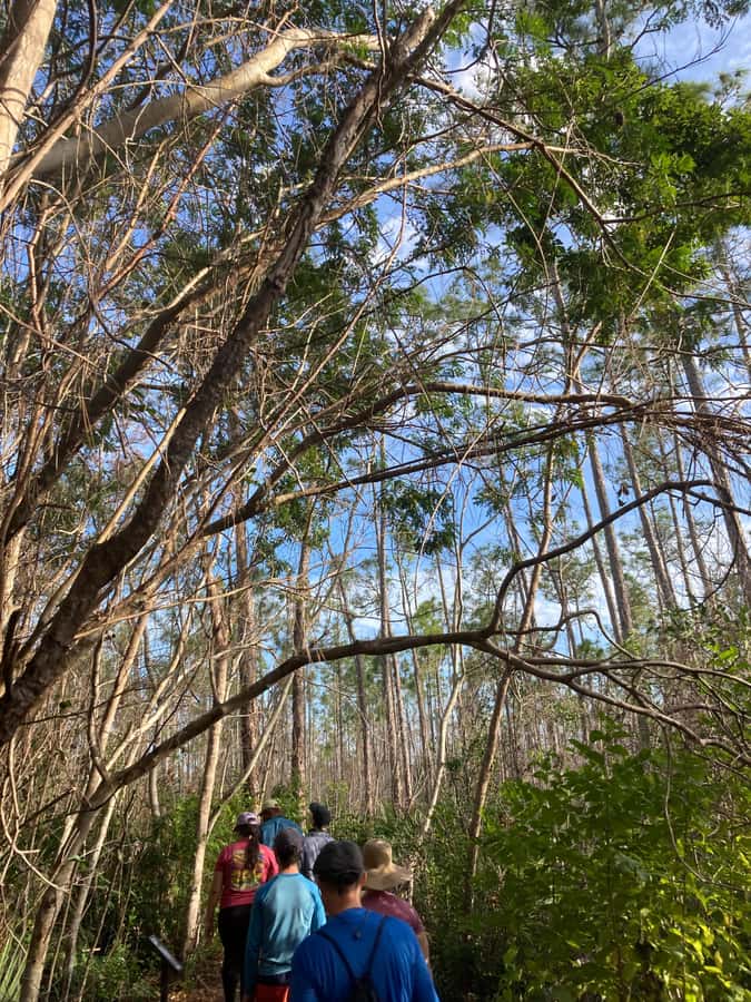 Miami: Everglades National Park Hiking and Kayaking Day Trip - Picnic lunch with a useful pause