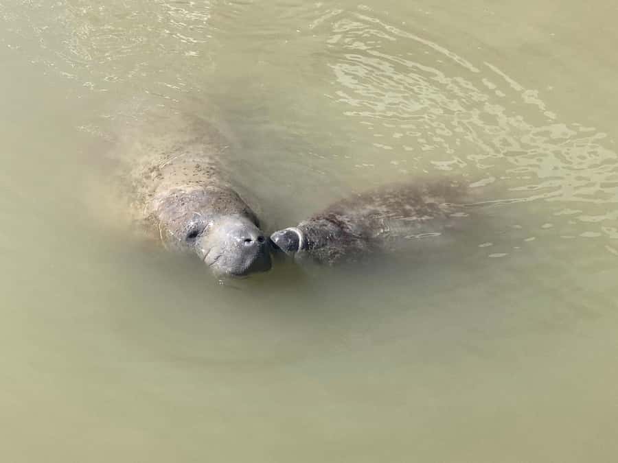 Miami: Everglades National Park Hiking and Kayaking Day Trip - The guide can make or break the day