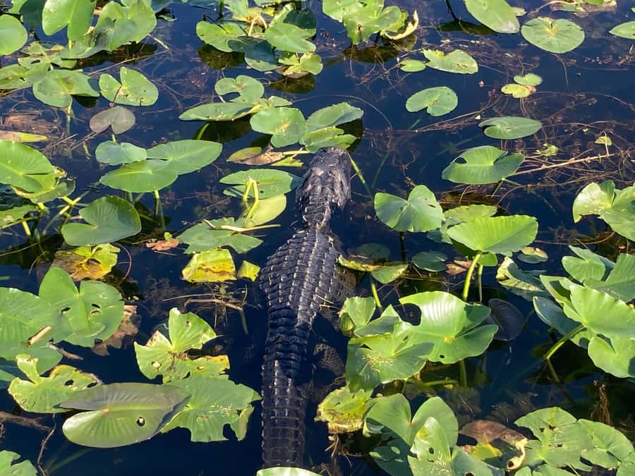 Miami: Everglades National Park Hiking and Kayaking Day Trip - Who will enjoy this more than a standard sightseeing tour?