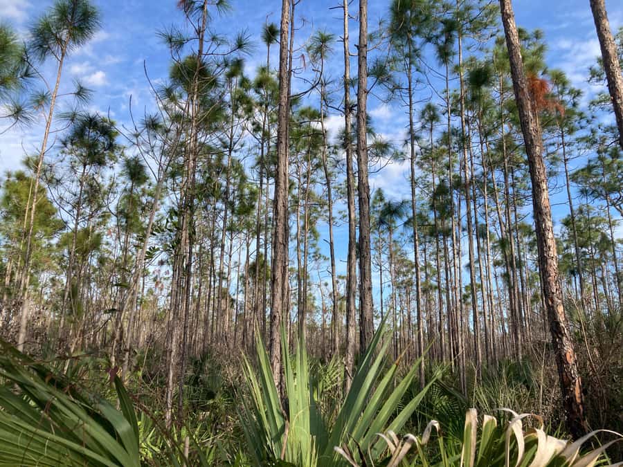 Miami: Everglades National Park Hiking and Kayaking Day Trip - Should you book this Everglades trip?