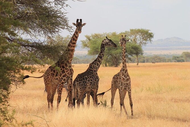 Mikumi National Park 3 Day Tour - What a full game drive means in practice