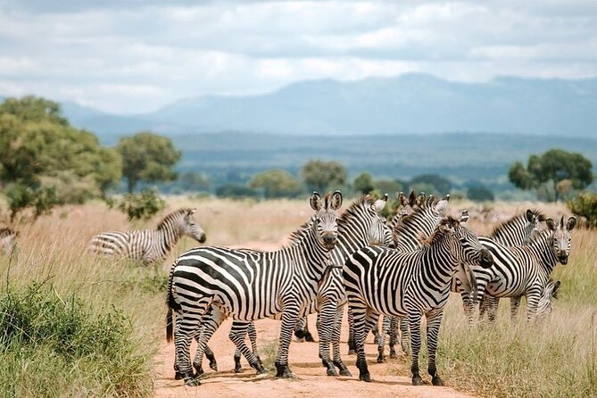 Mikumi National Park 3 Day Tour - Day three: snakes, crocodiles, tortoises, or Maasai culture