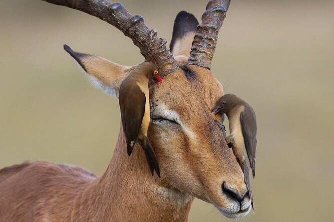 Mikumi National Park 3 Day Tour - What the $750 price includes