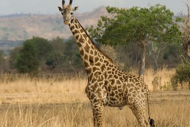 Mikumi National Park 3 Day Tour - Private touring and the role of the guide