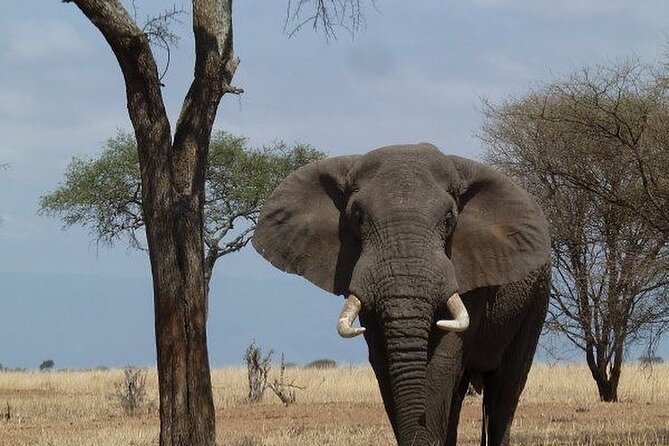 Mikumi National Park 3 Day Tour - Day one: five hours from Dar es Salaam through Morogoro