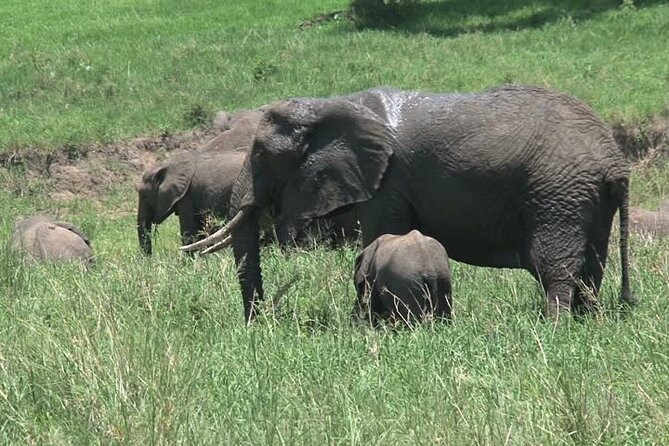 MIKUMI NATIONAL PARK - 3 Days - What the $725 price includes, and what it does not