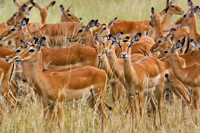 MIKUMI NATIONAL PARK - 3 Days - Day 2: Seven hours inside Mikumi National Park