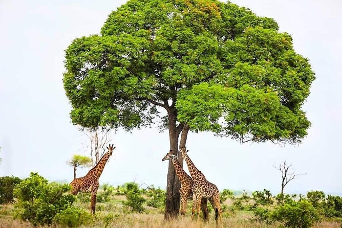 Mikumi National Park Day Trip - Lions, elephants, and the luck factor