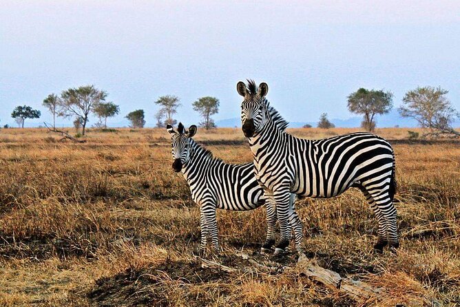 Mikumi National Park Day Trip - Guide quality and how the day is managed