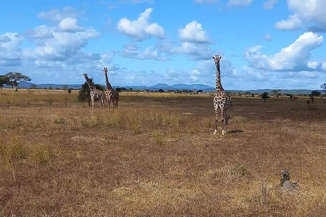 Mikumi National Park Day Trip - Who will enjoy this day most?