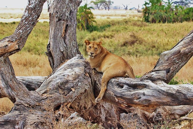 Mikumi National Park Day Trip by Train From Dar Es Salaam - What this Mikumi day trip is really like