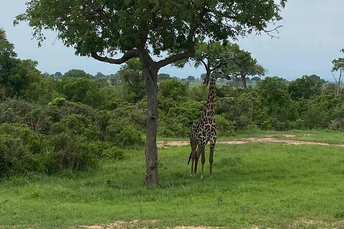 Mikumi National Park Day Trip by Train From Dar Es Salaam - Lunch, fees, and the value of $390